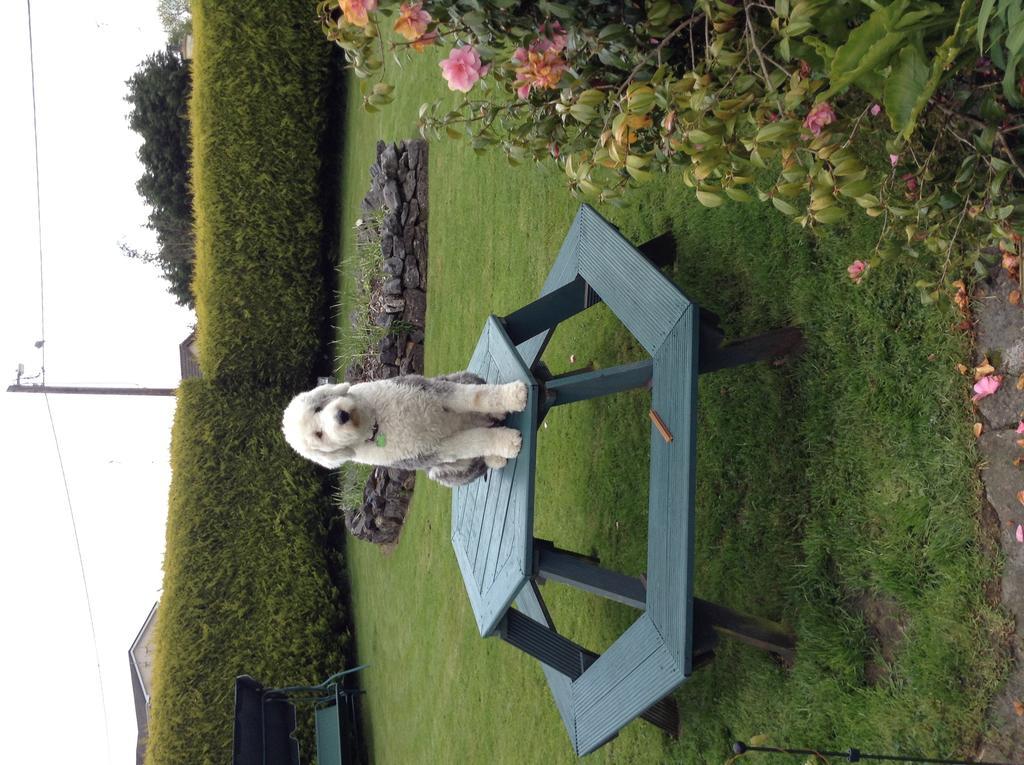 Riverwalk House B&B Oughterard Exterior foto